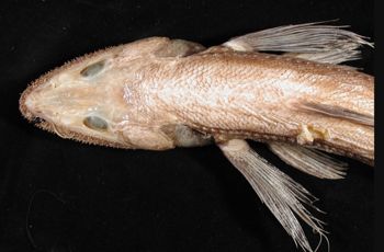 Media type: image; Ichthyology 158865